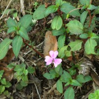 <i>Impatiens leptopoda</i>  Arn.